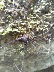 Serracutisoma fritzmuelleri