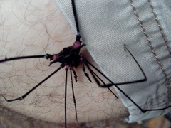 Serracutisoma fritzmuelleri
