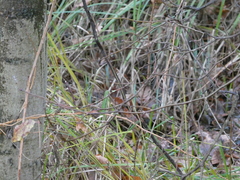 Troglodytes troglodytes