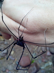 Serracutisoma fritzmuelleri