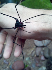 Serracutisoma fritzmuelleri
