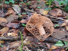 Phallus haitangensis