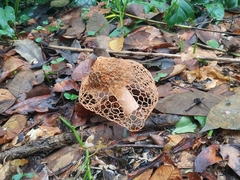 Phallus haitangensis