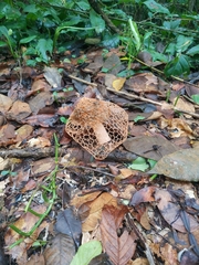 Phallus haitangensis