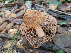 Phallus haitangensis