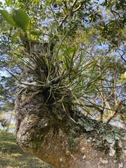 Scaphyglottis fasciculata