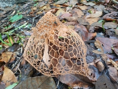 Phallus haitangensis