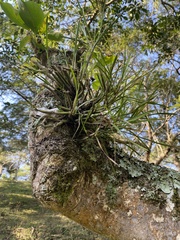 Scaphyglottis fasciculata