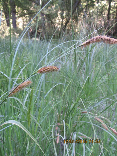 Blood Beak Sedge (Carex aematorrhyncha) · iNaturalist