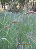 Carex aematorhyncha - Photo (c) Santiago Martín-Bravo, algunos derechos reservados (CC BY), subido por Santiago Martín-Bravo