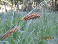 Carex aematorrhyncha