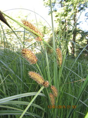 Carex aematorrhyncha