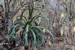 Agave vilmoriniana