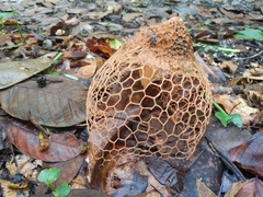 Phallus haitangensis