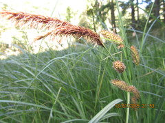 Carex aematorrhyncha