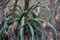 Agave vilmoriniana