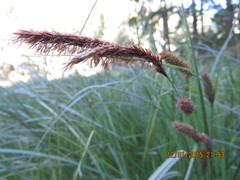 Carex aematorrhyncha