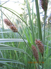 Carex aematorrhyncha