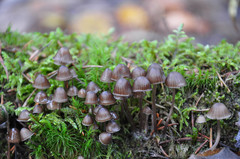 Mycena stipata