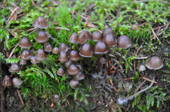 Mycena stipata