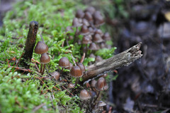 Mycena stipata