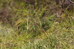 Otatea acuminata