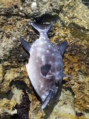 Canthidermis maculata