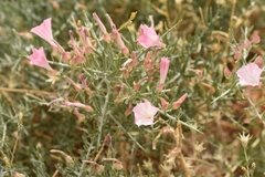 Convolvulus gortschakovii