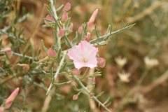 Convolvulus gortschakovii