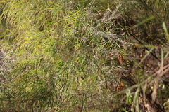 Otatea acuminata