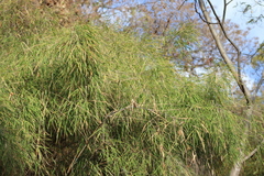 Otatea acuminata