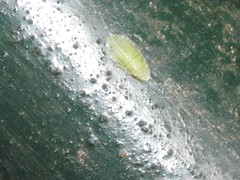 Petalocephala