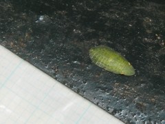 Petalocephala