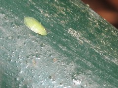 Petalocephala