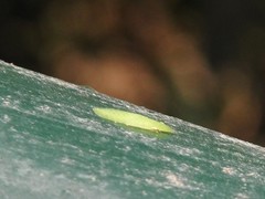 Petalocephala