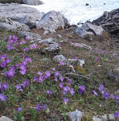 Primula clusiana
