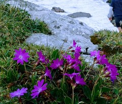 Primula clusiana