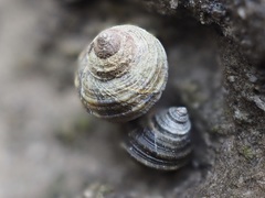 Littorina brevicula