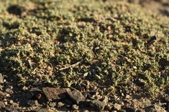 Nanophyton erinaceum