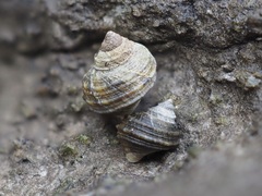 Littorina brevicula