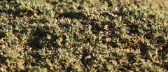 Nanophyton erinaceum