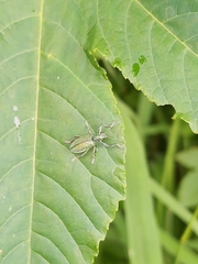 Naupactus auricinctus