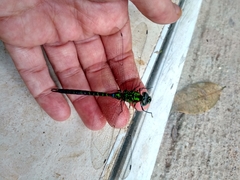 Aeshnidae