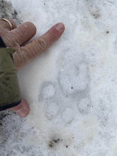 Domestic Dog photographed in New Mexico