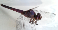 Orthemis ferruginea