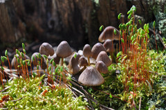 Mycena silvae-nigrae
