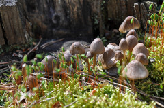 Mycena silvae-nigrae
