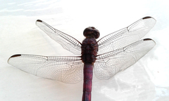 Orthemis ferruginea