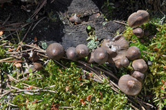 Mycena silvae-nigrae