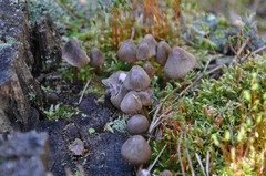 Mycena silvae-nigrae